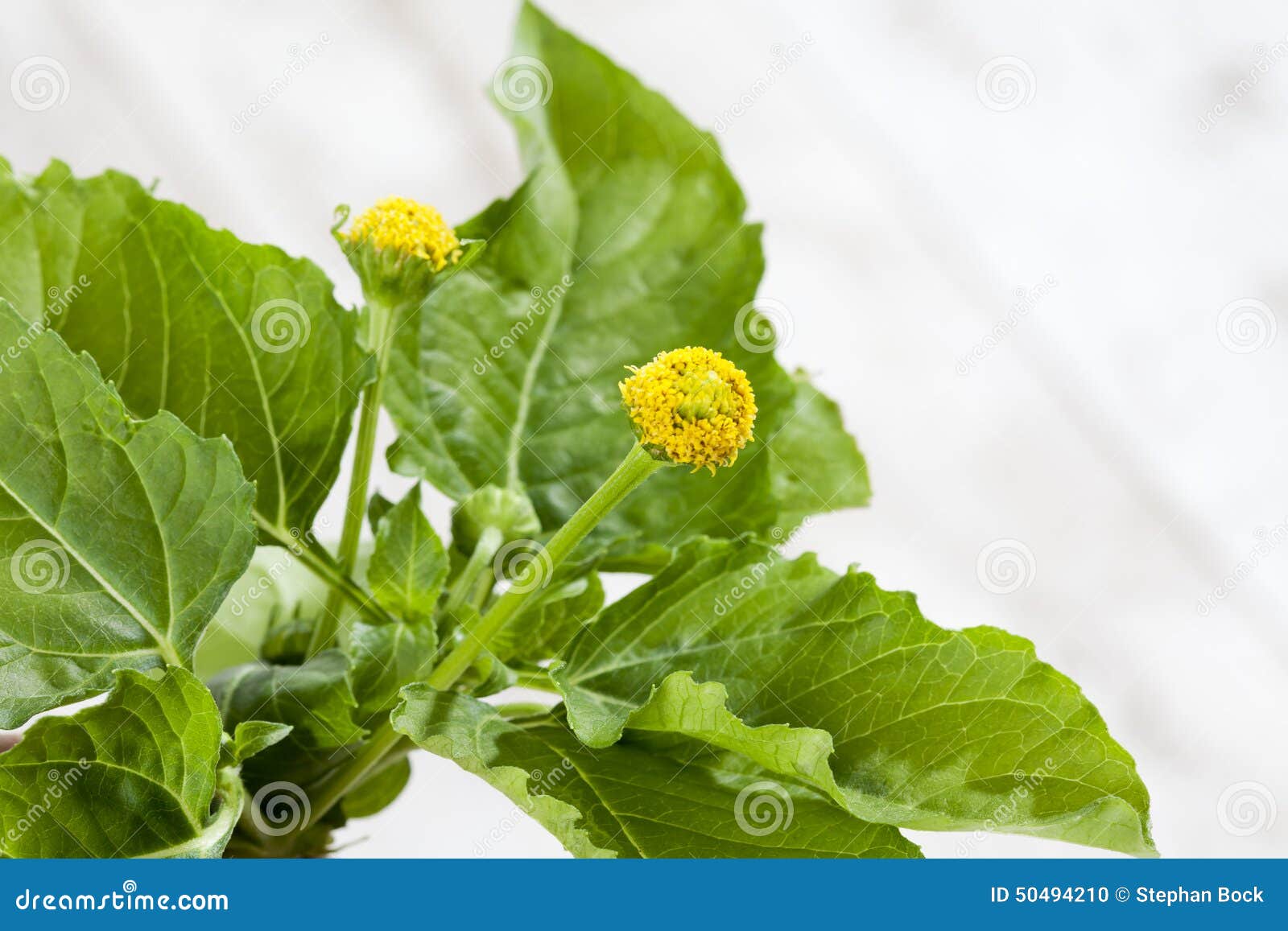 Jambu, Paracress, oleracea d'Acmella, herbe d'épice, usine curative sur le bois