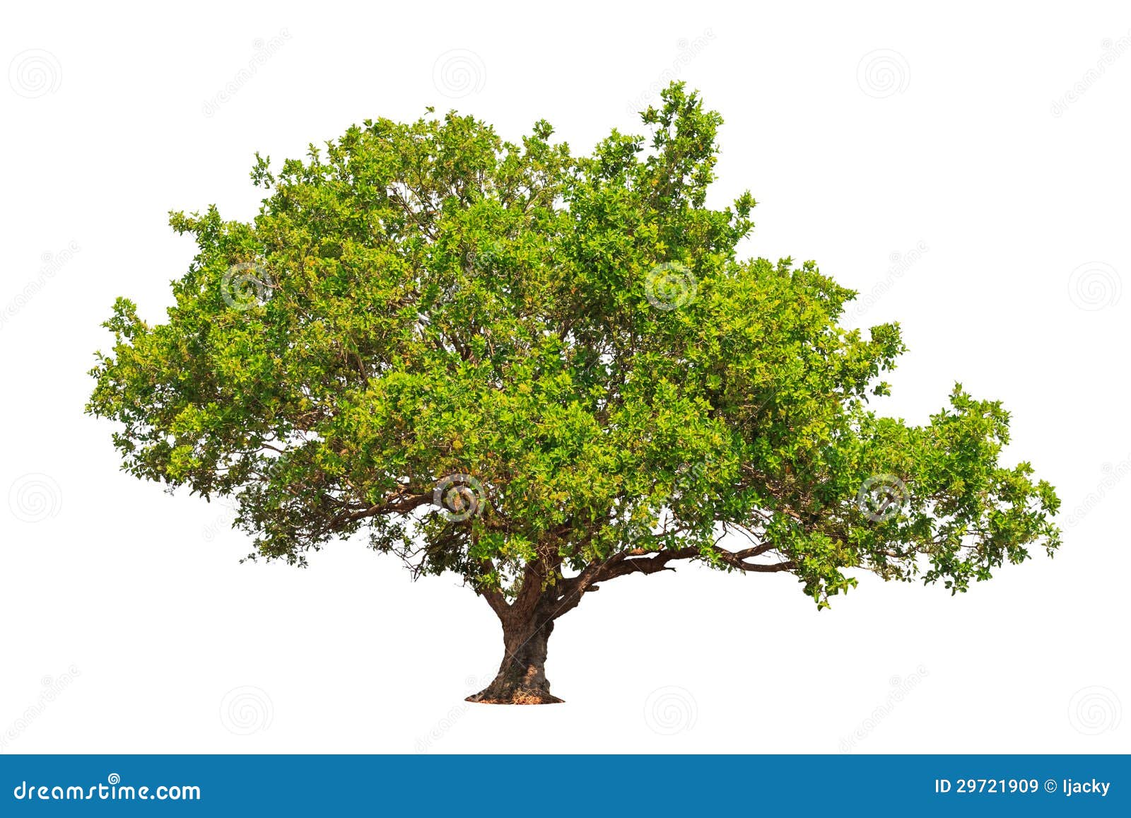 Jambul (Syzygium Cumini) Royalty Free Stock Images - Image ...