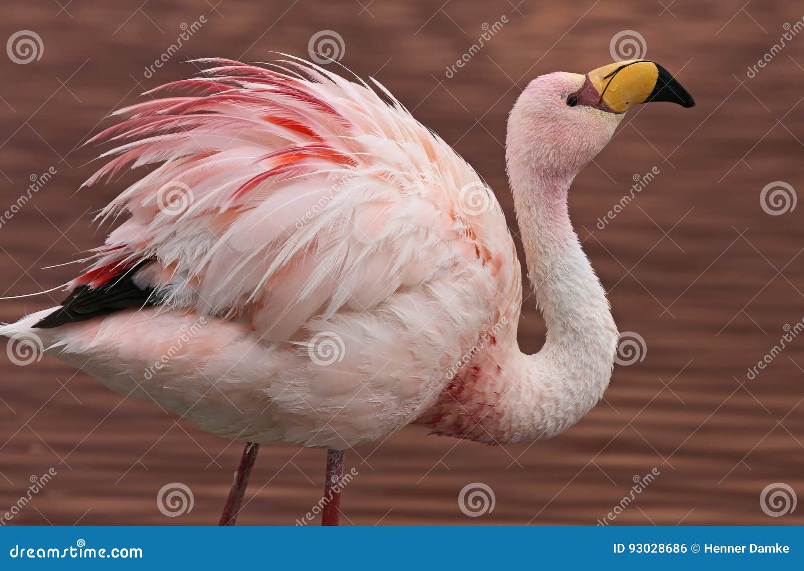 james flamingo at laguna colorada bolivia