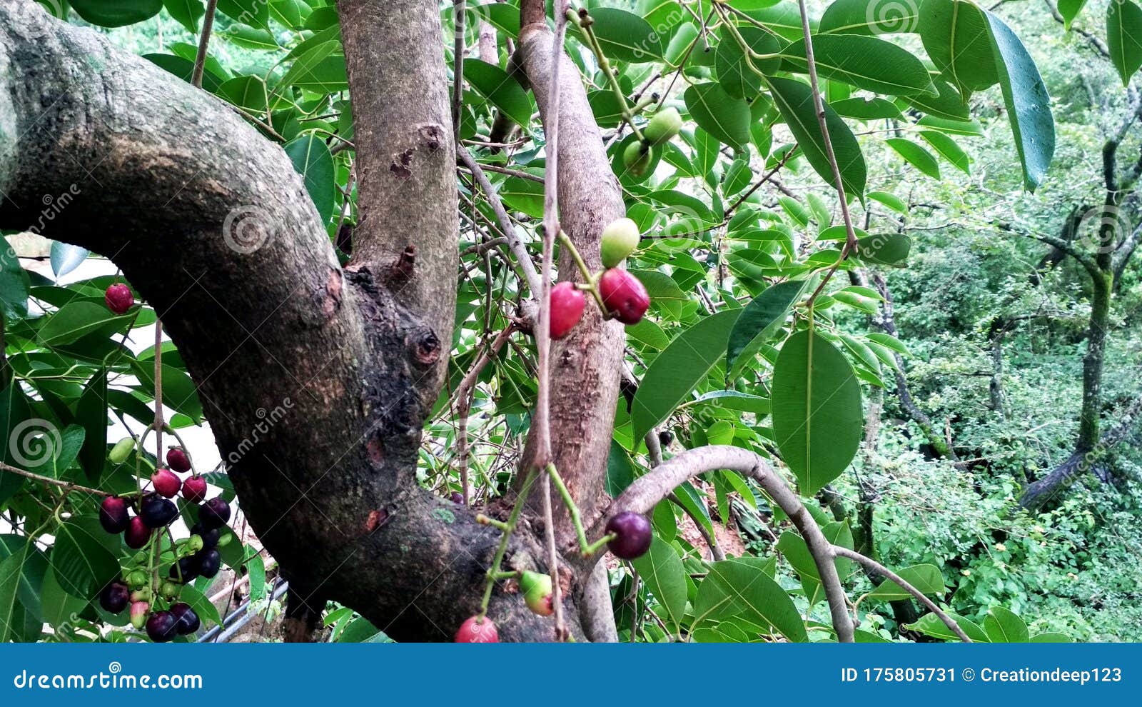 Jamun Fruit or Indian Blackberry Fruit Riping on the Tree Stock Image