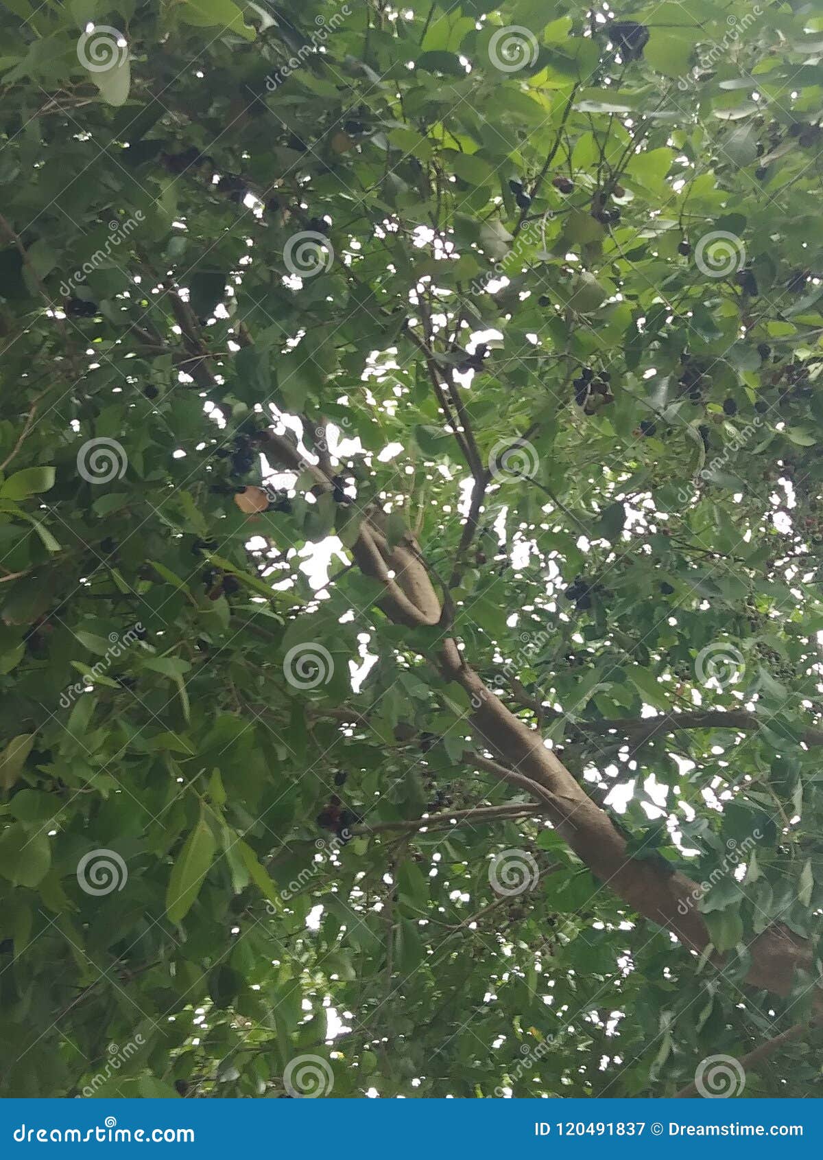 Jamun tree stock image. Image of pakke, tree, jamun 120491837