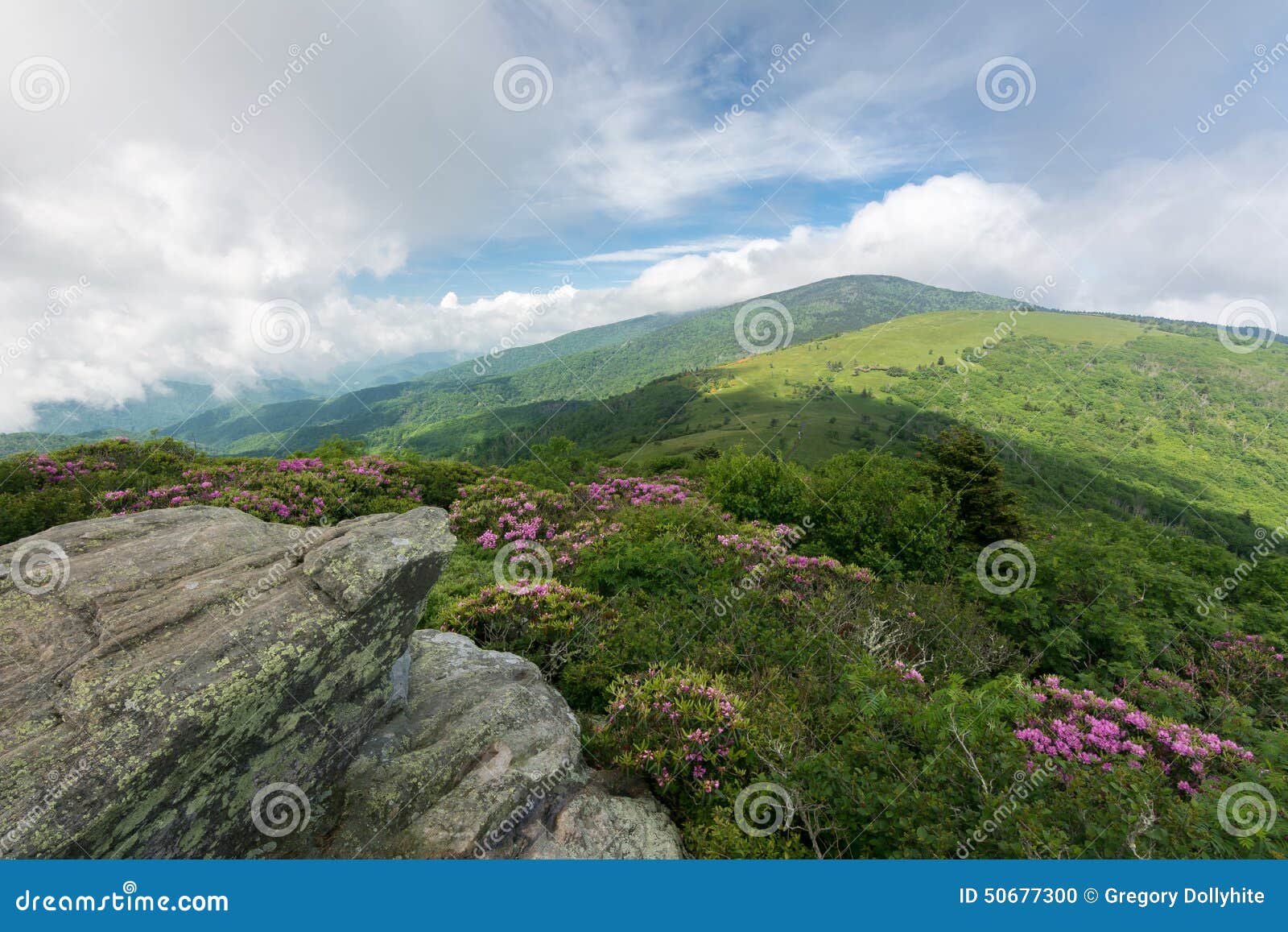 Jane Bald in Spring stock photo. Image of spring, shadows 50677300
