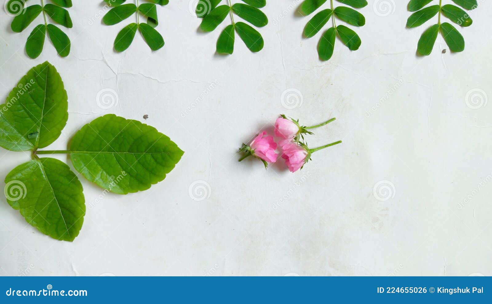 jangle green leaf  and flowers with white background