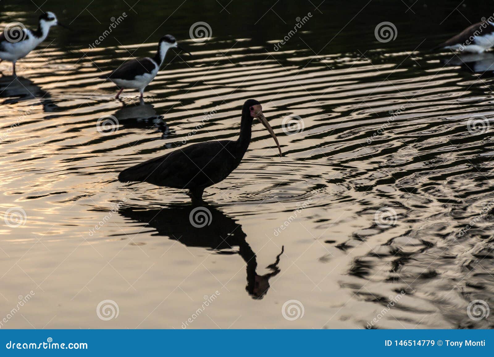 A Long Beak Black Bird Near Some Other Small Thin Birds Standing on a Reflexive Water Surface in Campeche, Florianopolis, Brazil Stock Image - Image of animal, curved: 146514779 A Long Beak Black Bird Near Some Other Small Thin Birds Standing on a Reflexive Water Surface in Campeche, Florianopolis, Brazil Stock Image - Image of animal, curved: 146514779
