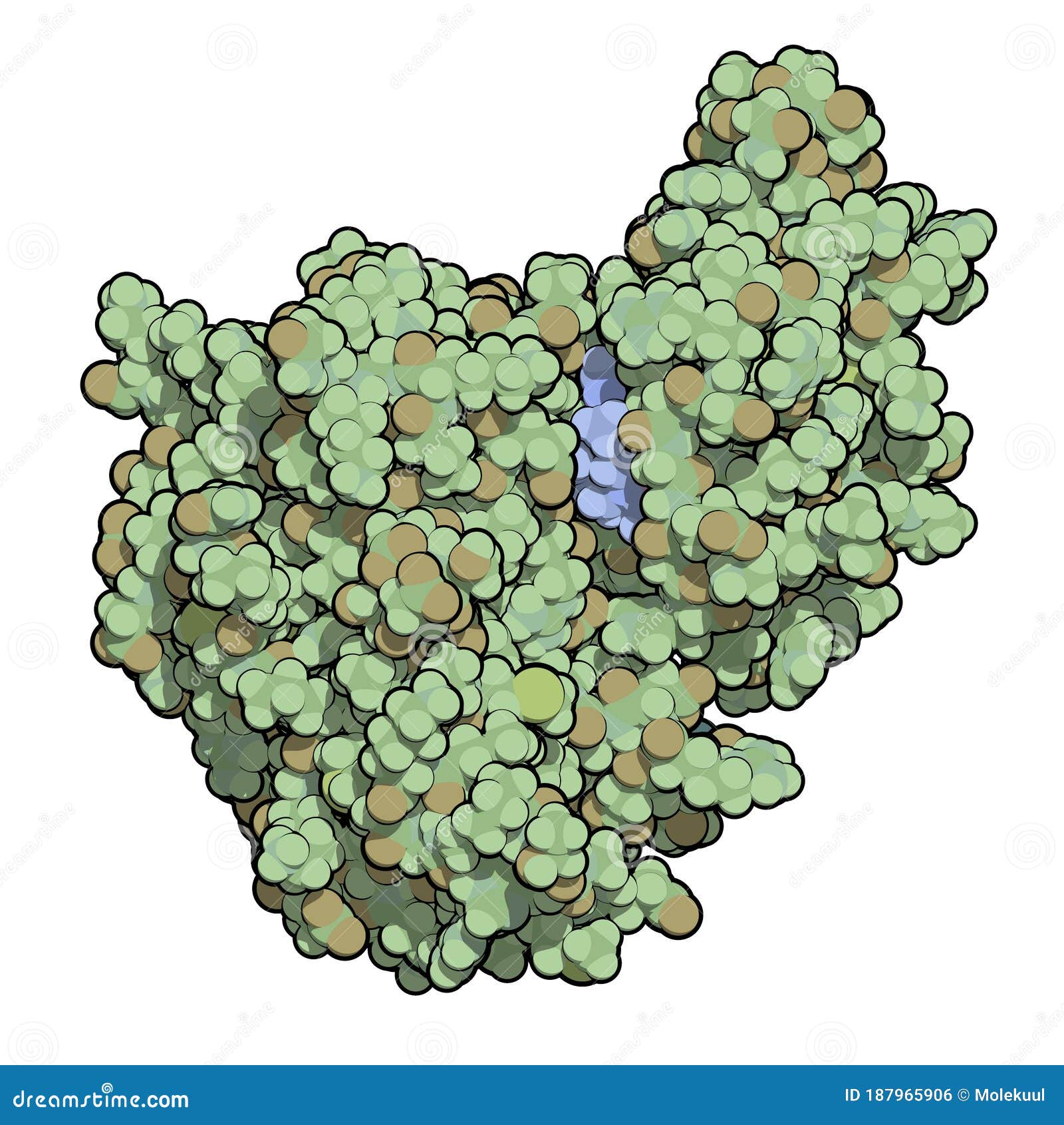 janus kinase 1 protein. part of jak-stat signalling pathway and drug target. tofacitinib drug bound. 3d rendering. atoms are.