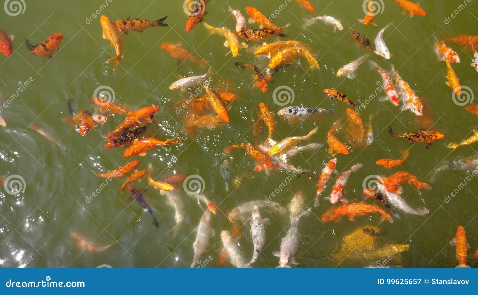 Japan carp fish stock image. Image of water, pond, carp 99625657