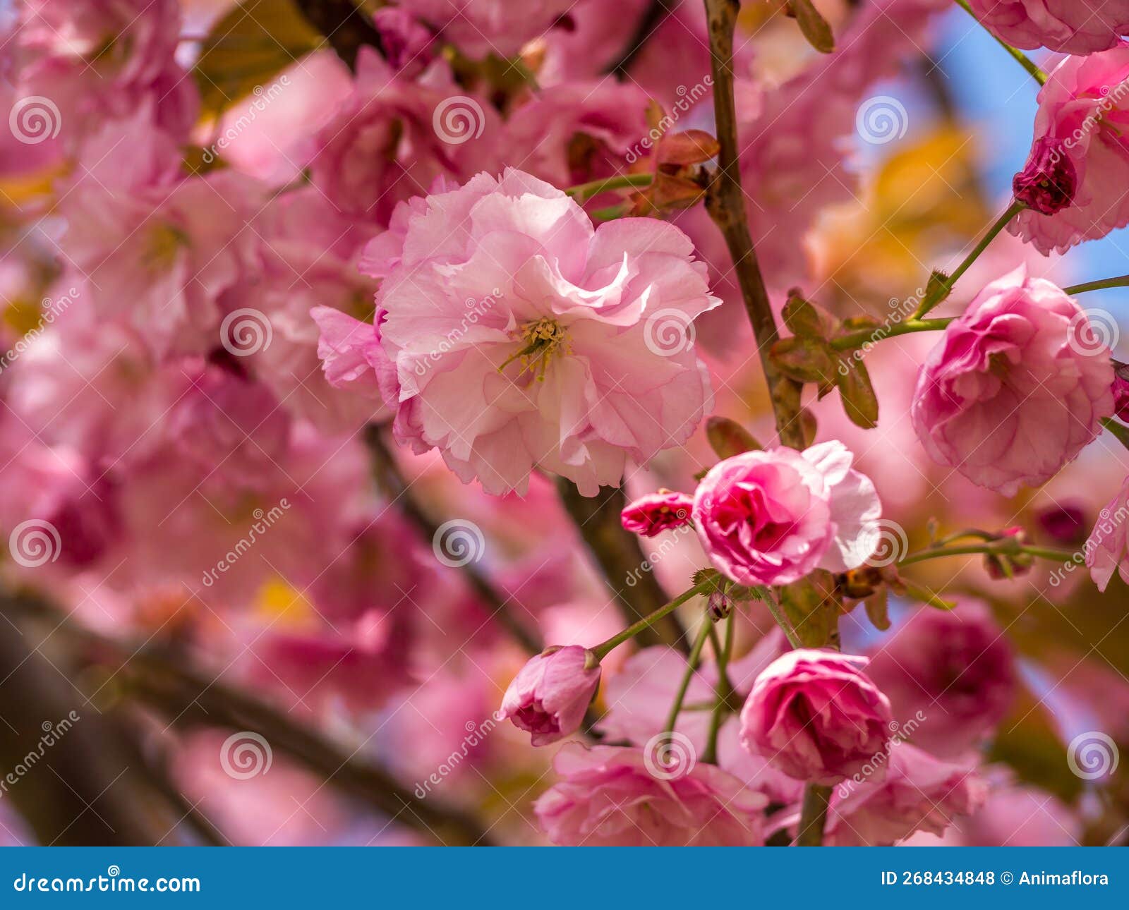 Japan Cherry Blossom Blooms in Spring Stock Photo Image of beauty