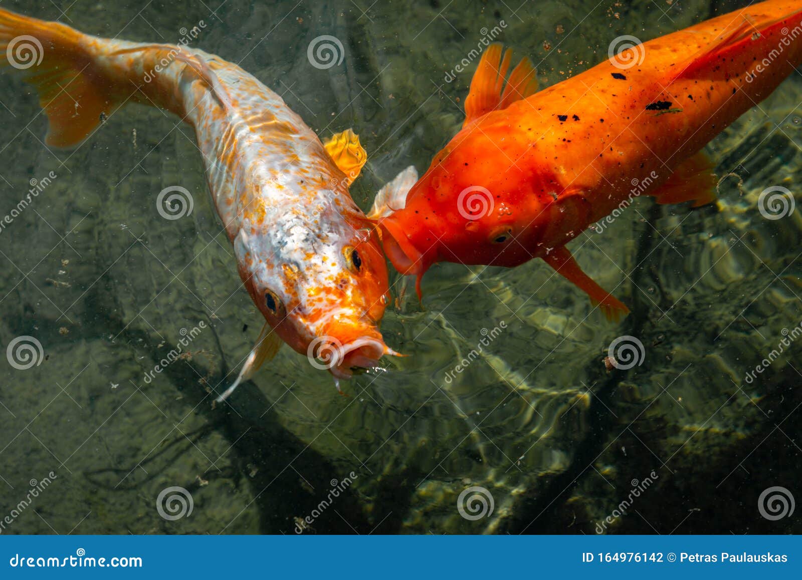Japan Fish Call Carp or Koi Fish Stock Photo - Image of asian