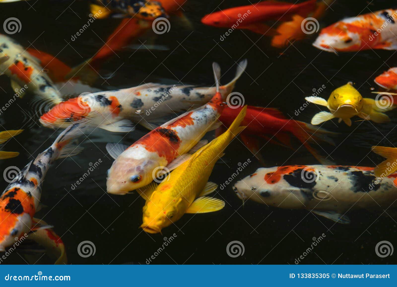 Japan Fish CARP Fancy / Koi in Pond, Japanese National Animal Stock Image -  Image of pretty, pond: 133835305