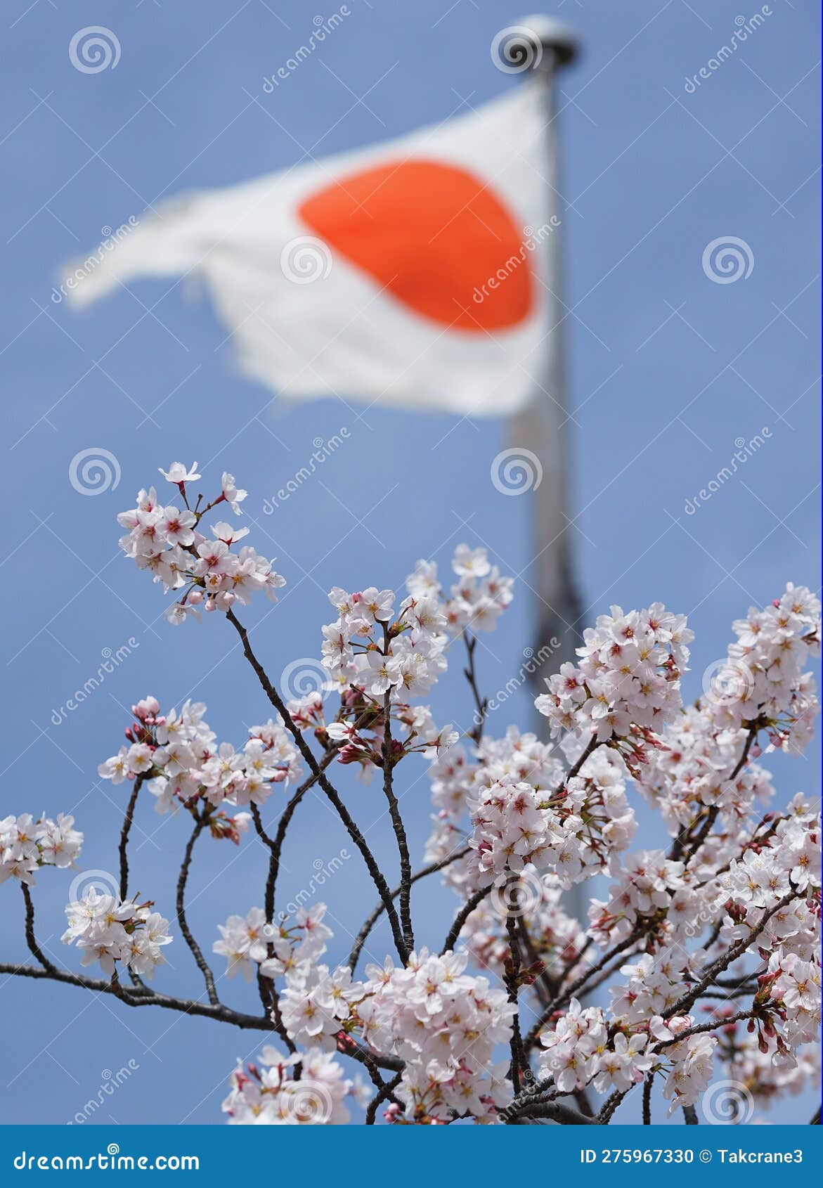 Japan Flag and Cherry Blossoms Stock Photo Image of blossom, nature