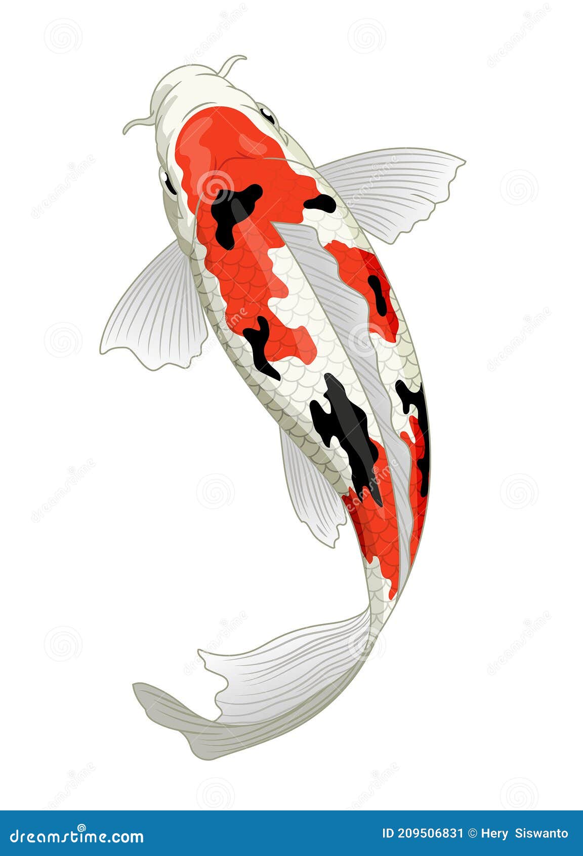 japan koi fish in sanke coloration