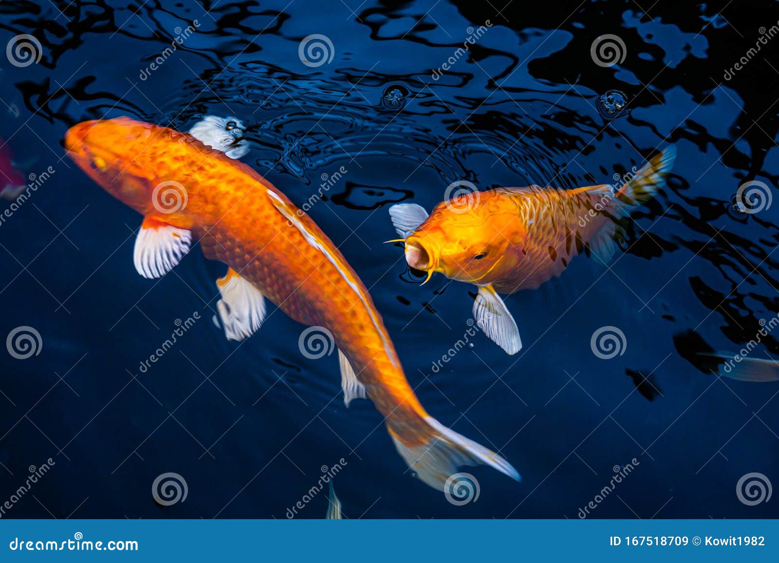 japan koi fish swimming in a water garden,fancy carp fish,koi fishes,koi fish swim in pond.isolate background is black.fancy carp