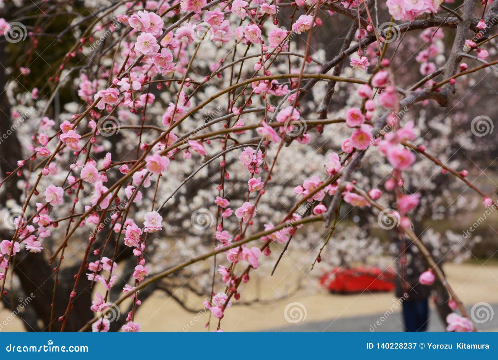Japanese Plum Blossoms Stock Image Image Of Blossoms 140228237 japanese-plum-blossoms-stock-image-image-of-blossoms-140228237