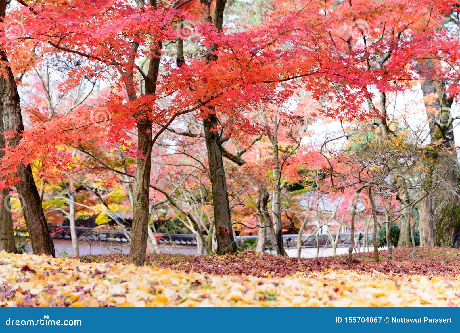 Japan Red Maple Leaves In Japanese Garden Eikando Temple Kyoto Japan Autumn Season Stock Image Image Of Scene Temple