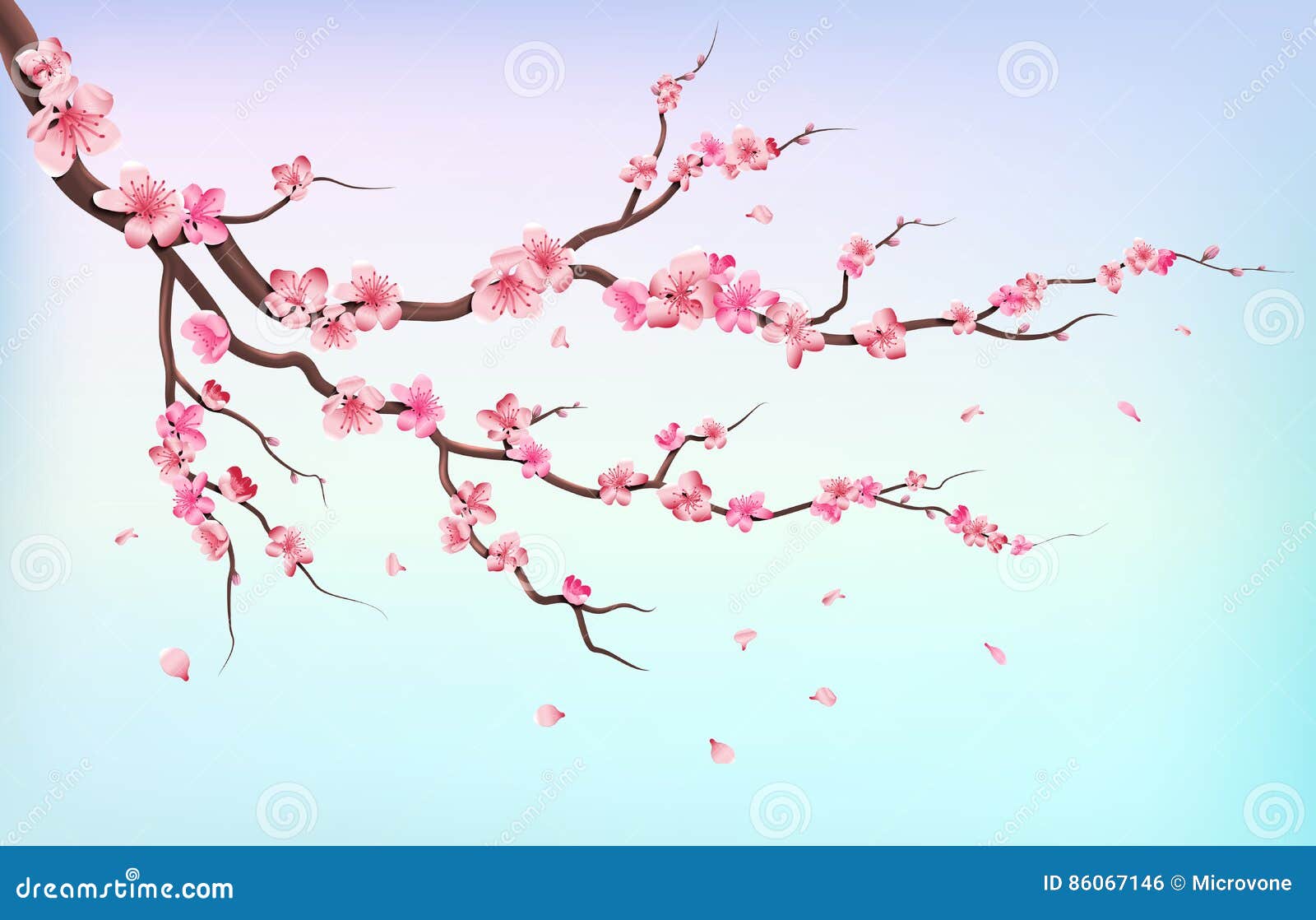 japan sakura branches with cherry blossom flowers and falling petals  on white background  