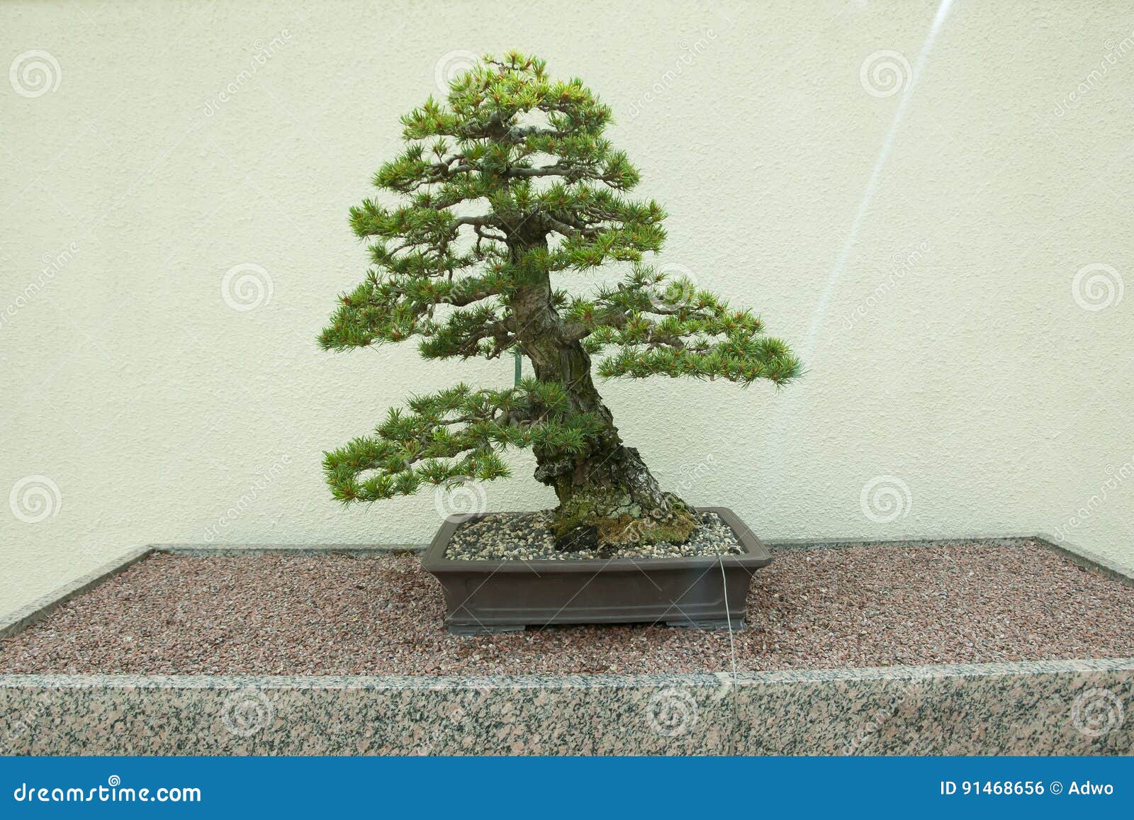 Japaner White Pine Bonsai Baum Stockfoto   Bild von laubwechselnd ...