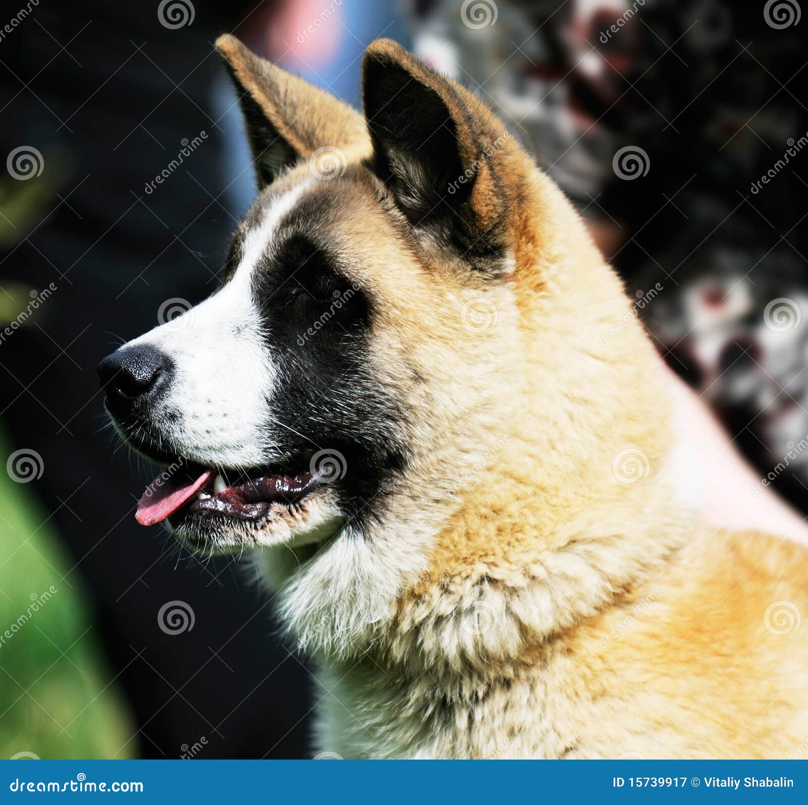 Japanese Akita dog stock image. Image of animal, outdoor 15739917