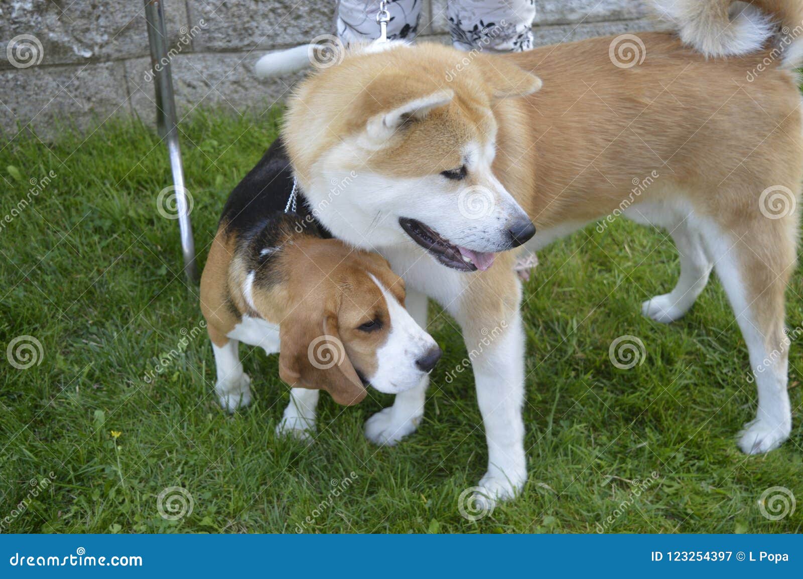 can a greyhound and a akita be friends