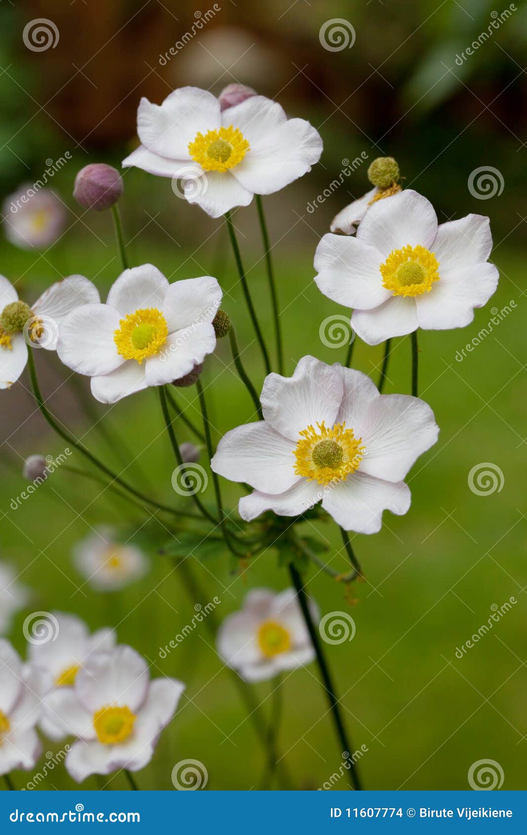 Japanese Anenome stock photo. Image of flower, green - 11607774