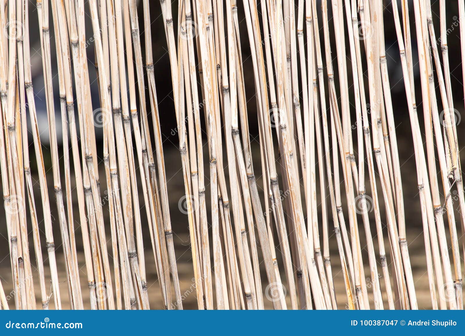  Japanese Bamboo Texture  Good For Background Stock Image 