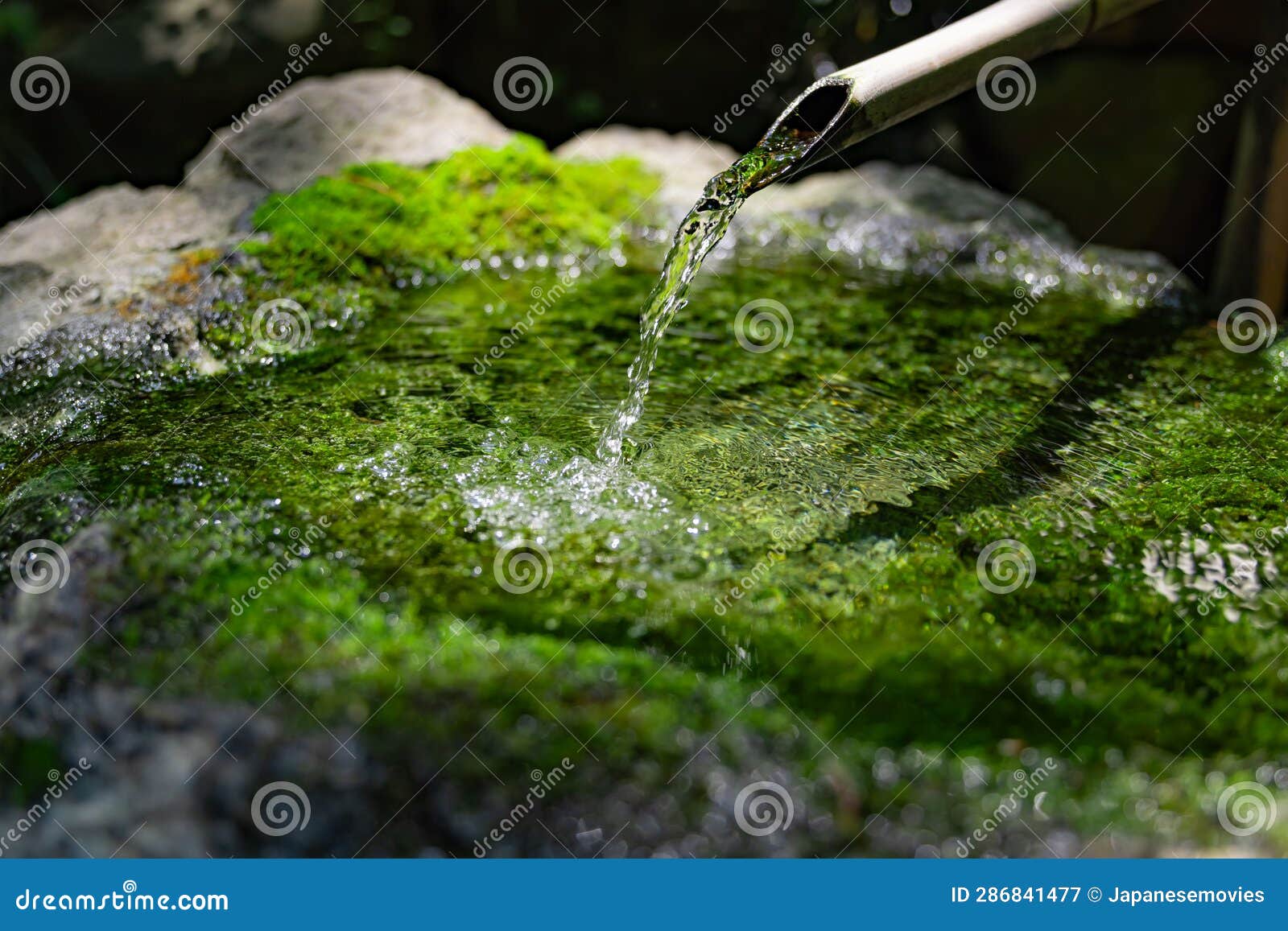 a japanese bamboo water fountain shishi-odoshi in zen garden