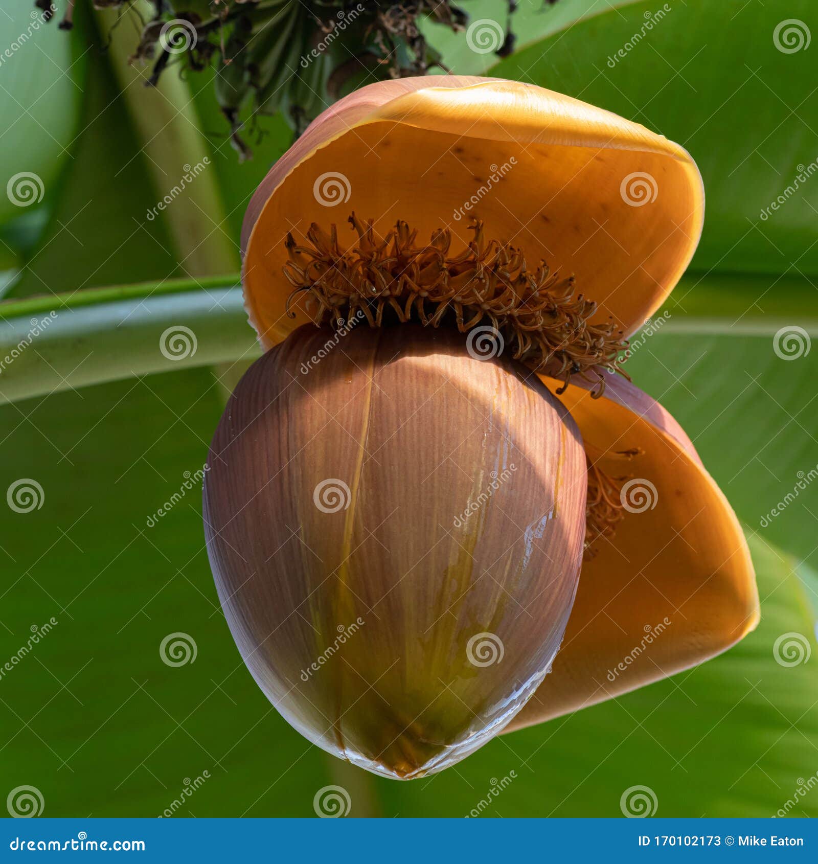 Japanese banana plant stock image. Image of green, flower 170102173