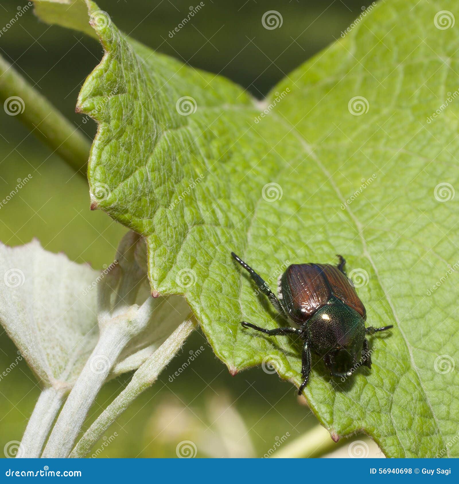 Japanese beetle stock photo. Image of wings, plant, grape 56940698