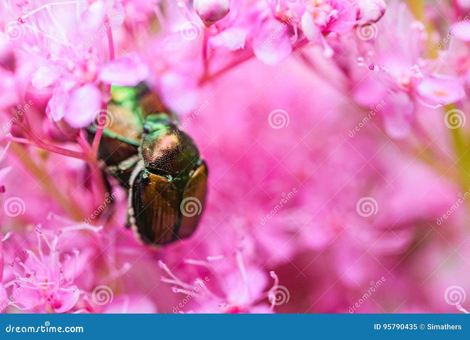 Japanese Beetles in Pink Flowers Stock Image Image of beetle