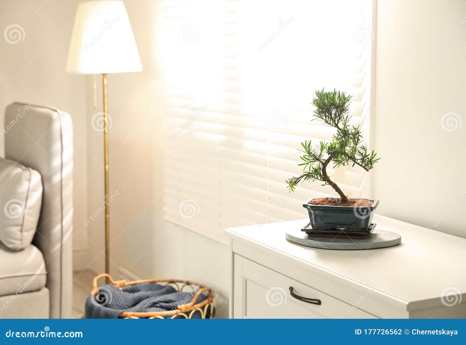 bonsai in living room