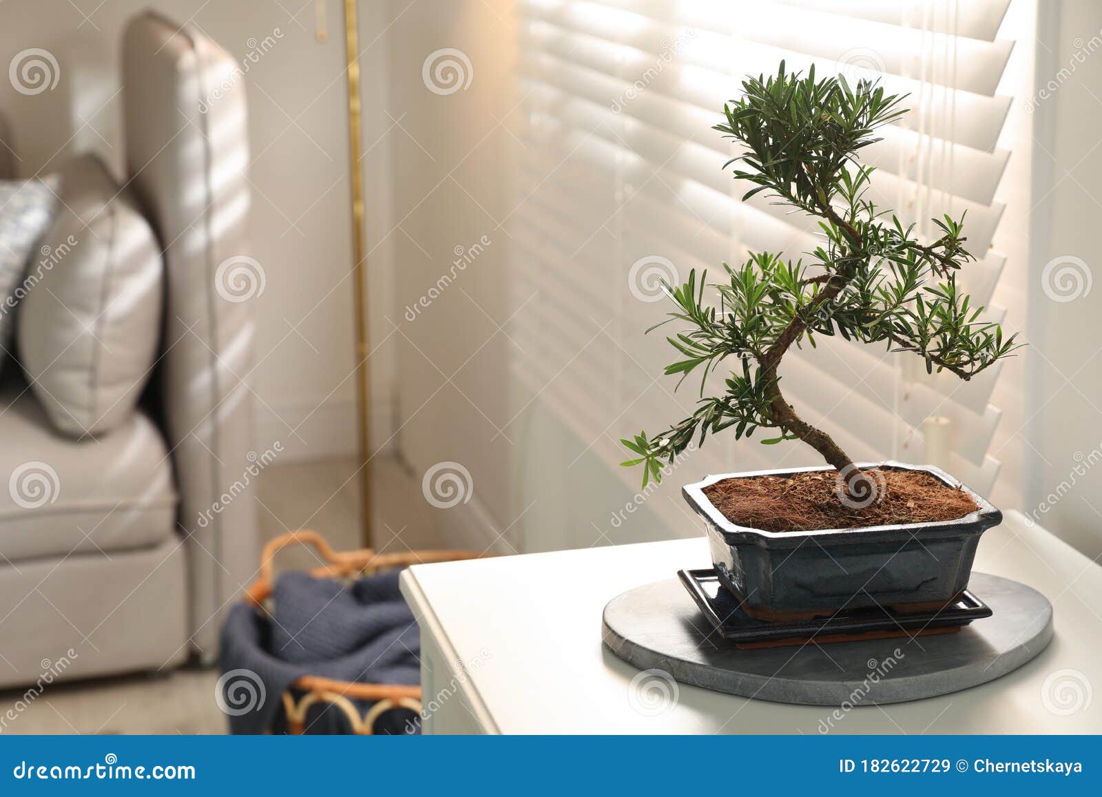 bonsai in living room