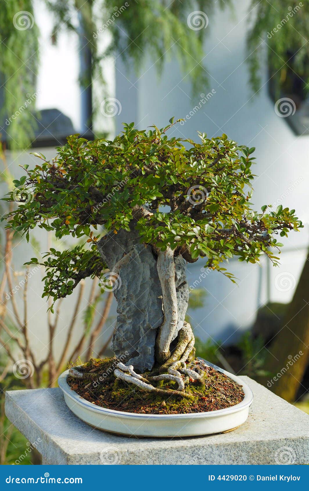 A Japanese Bonsai tree stock photo. Image of east, miniaturized 4429020