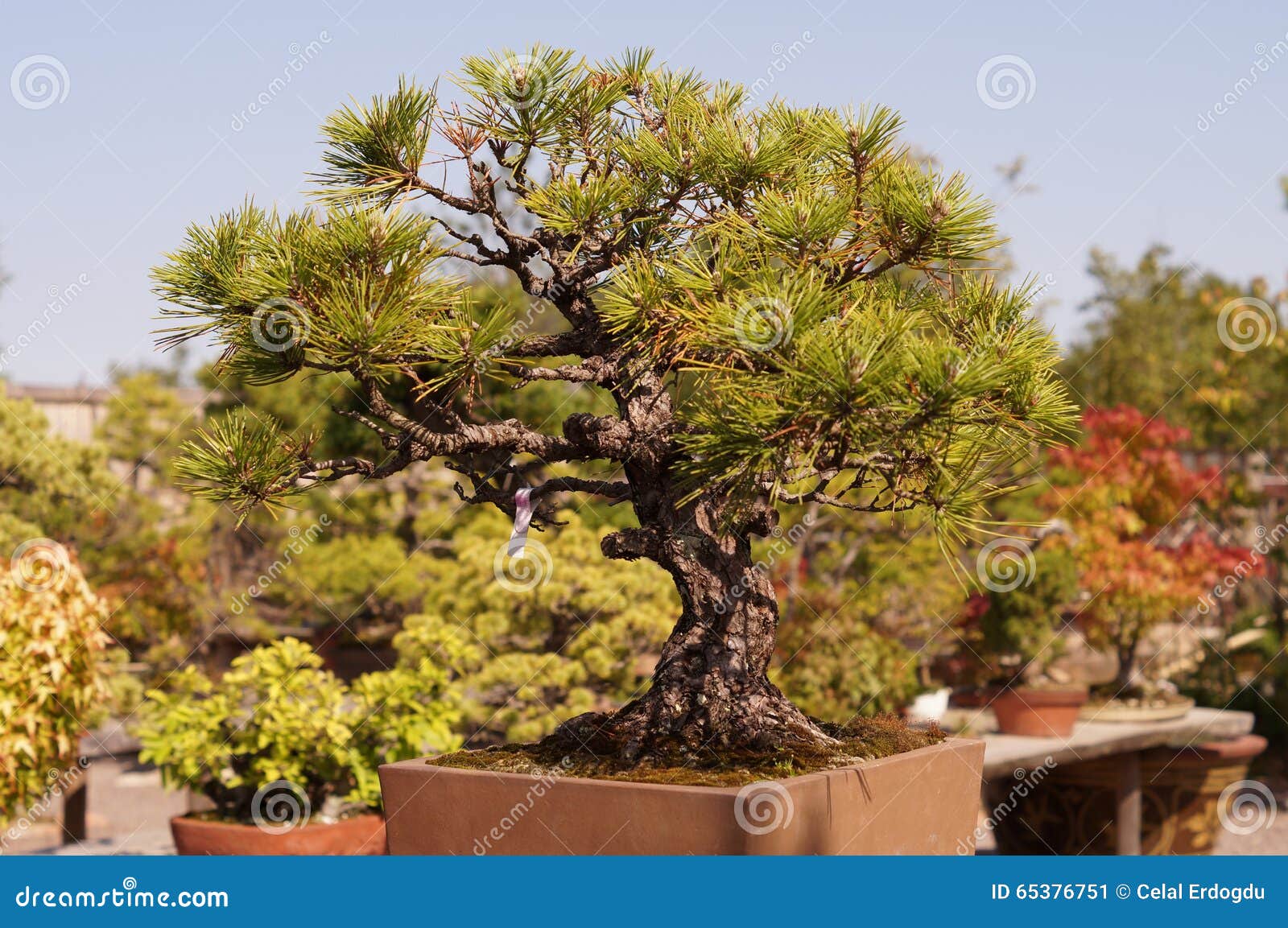 Japanese Bonsai Tree Art stock image. Image of bonsai 65376751