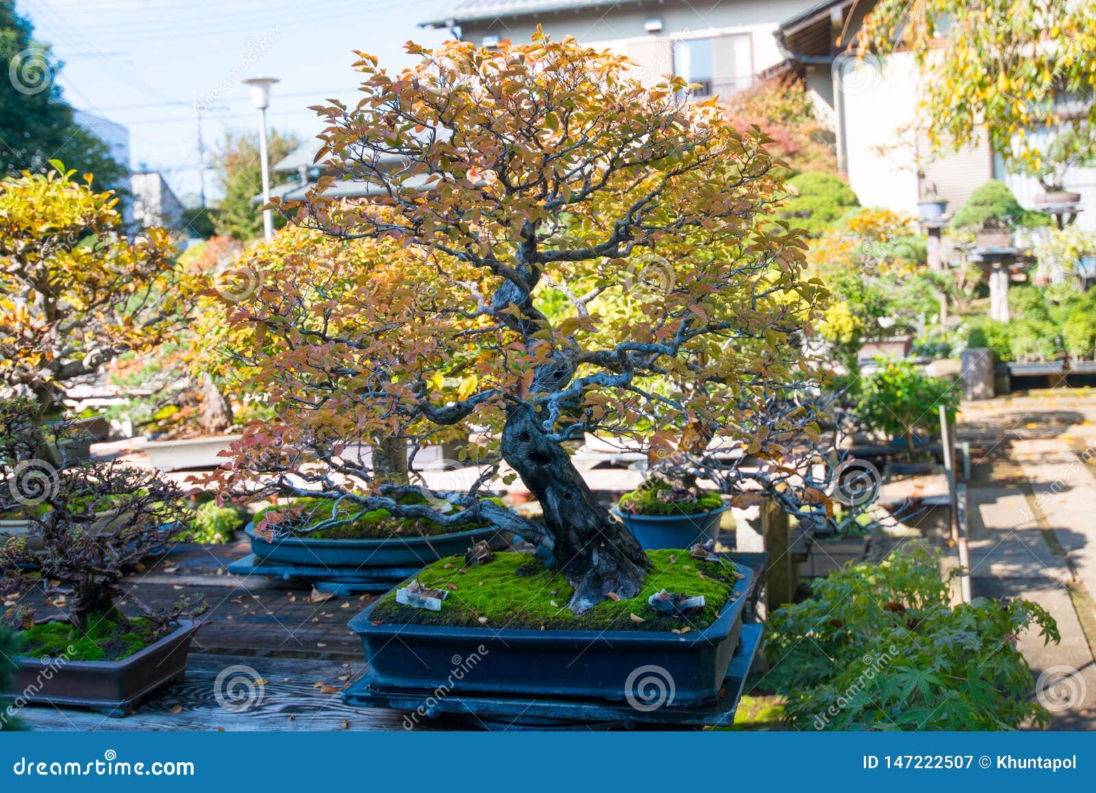 japanese bonsai tree in omiya bonsai village