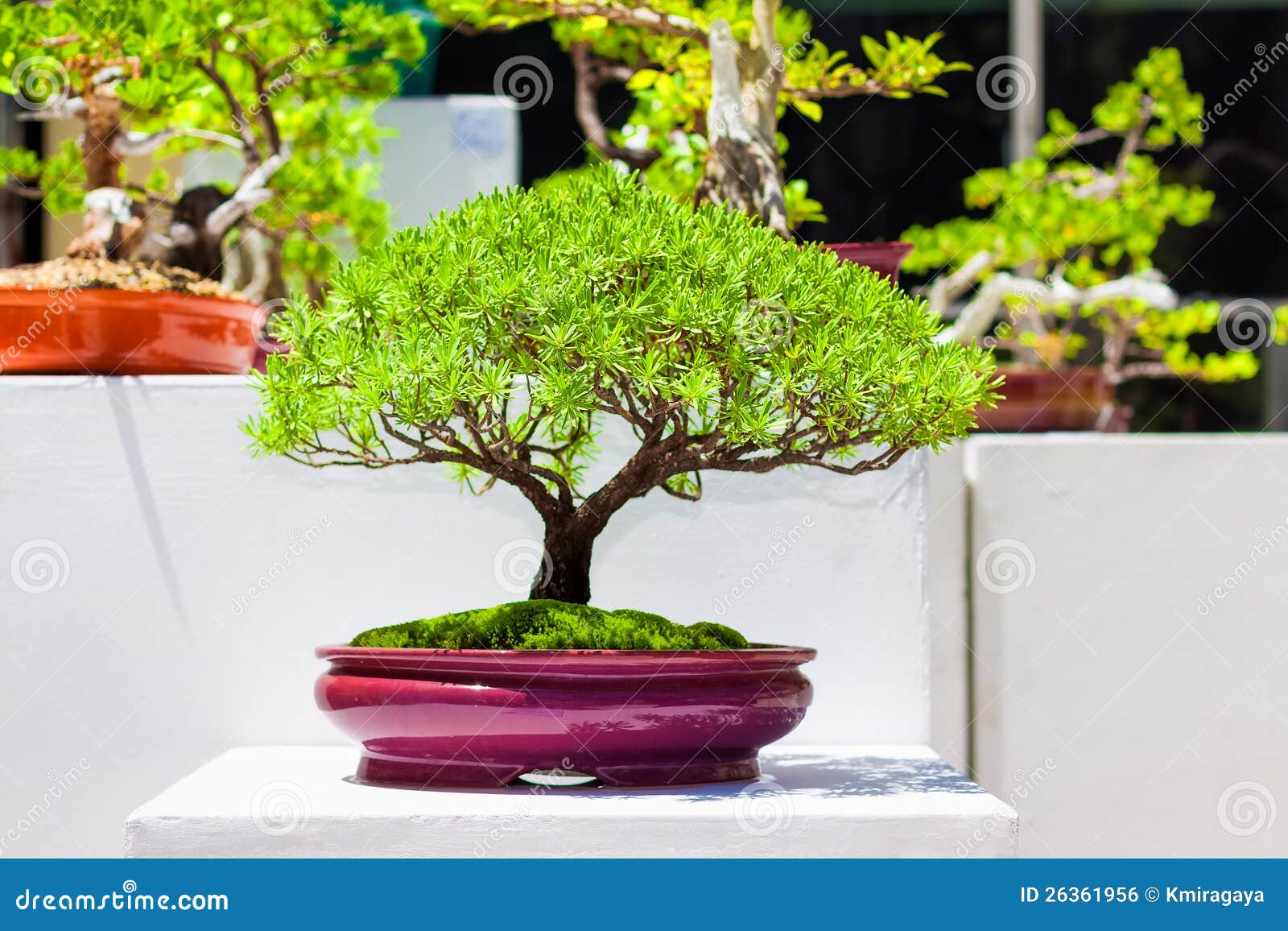 Japanese bonsai trees stock photo. Image of japan, bonsai 26361956