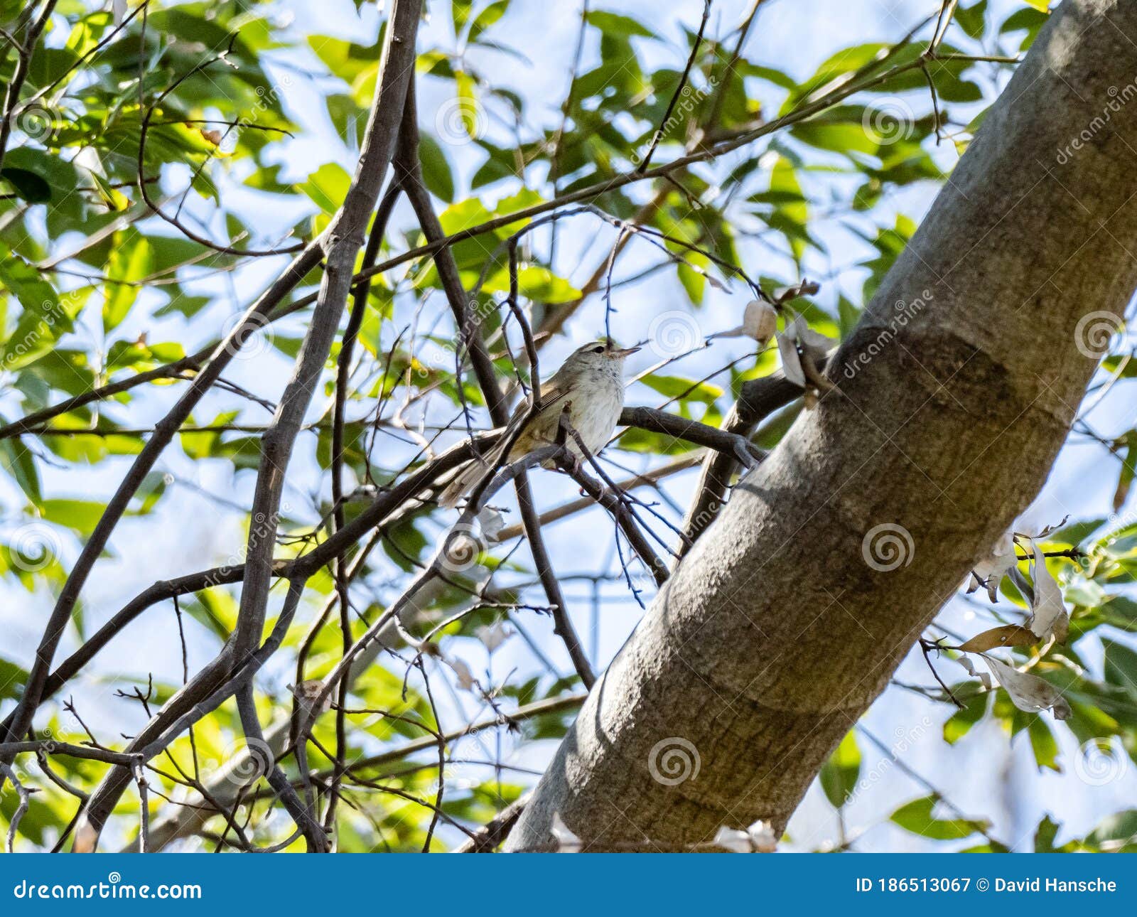 japanese bush warbler perched on tree branches 5