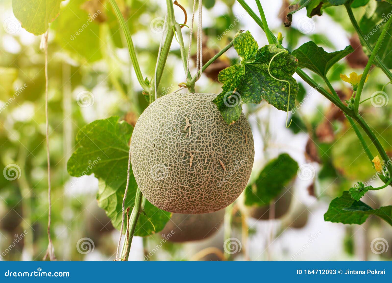 Close Up of Organic Japanese Cantaloupe Melon Farm Stock Image Image