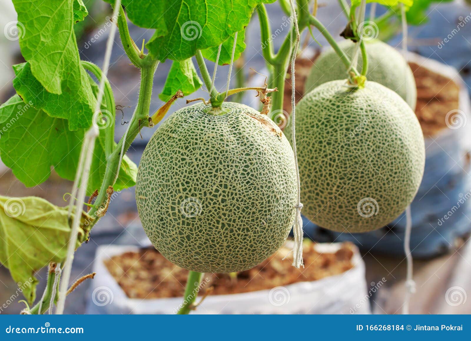 Close Up of Organic Japanese Cantaloupe Melon Farm Stock Photo Image of eating, japan 166268184