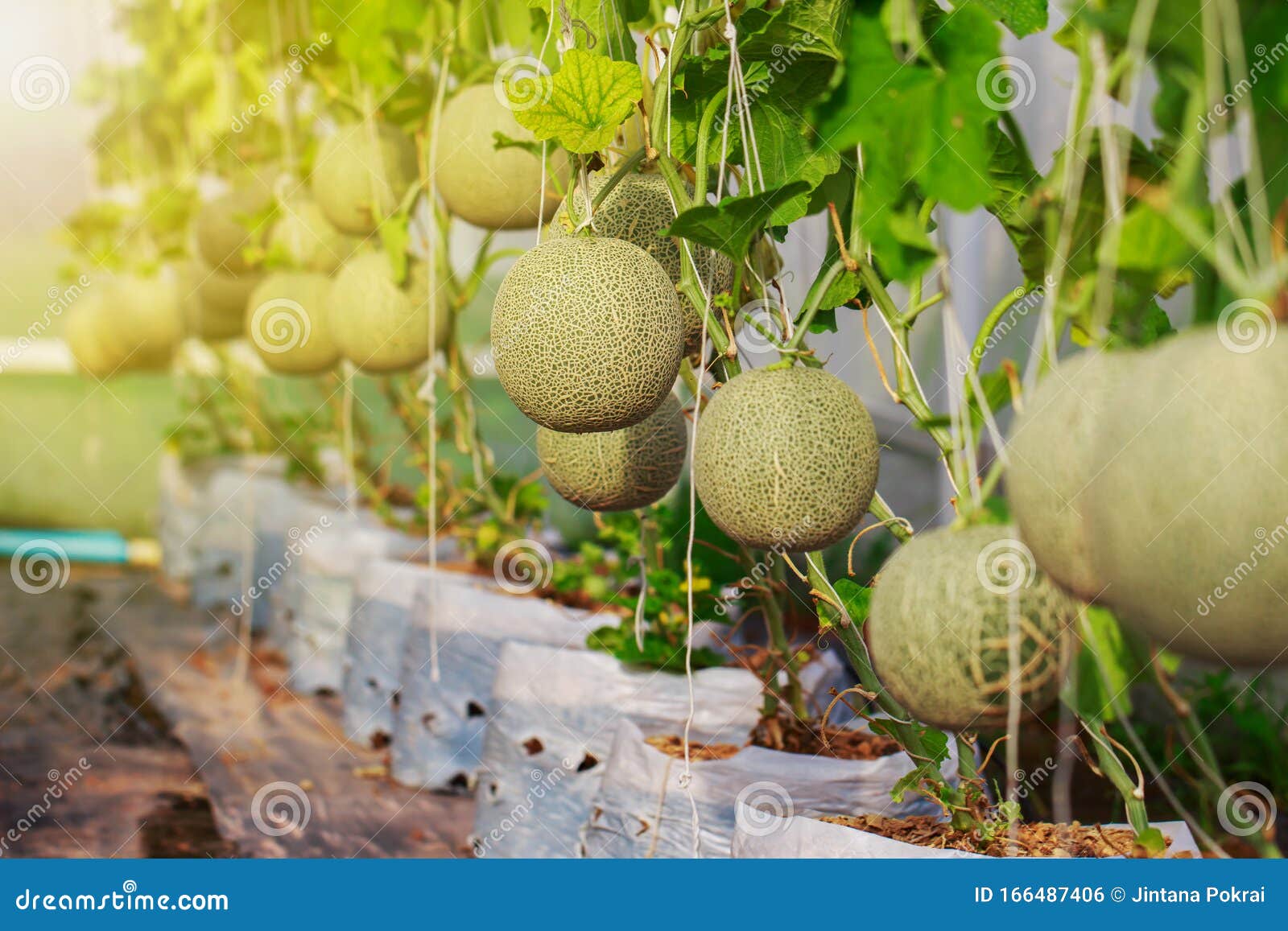 Close Up of Organic Japanese Cantaloupe Melon Farm Stock Photo Image of environment, green