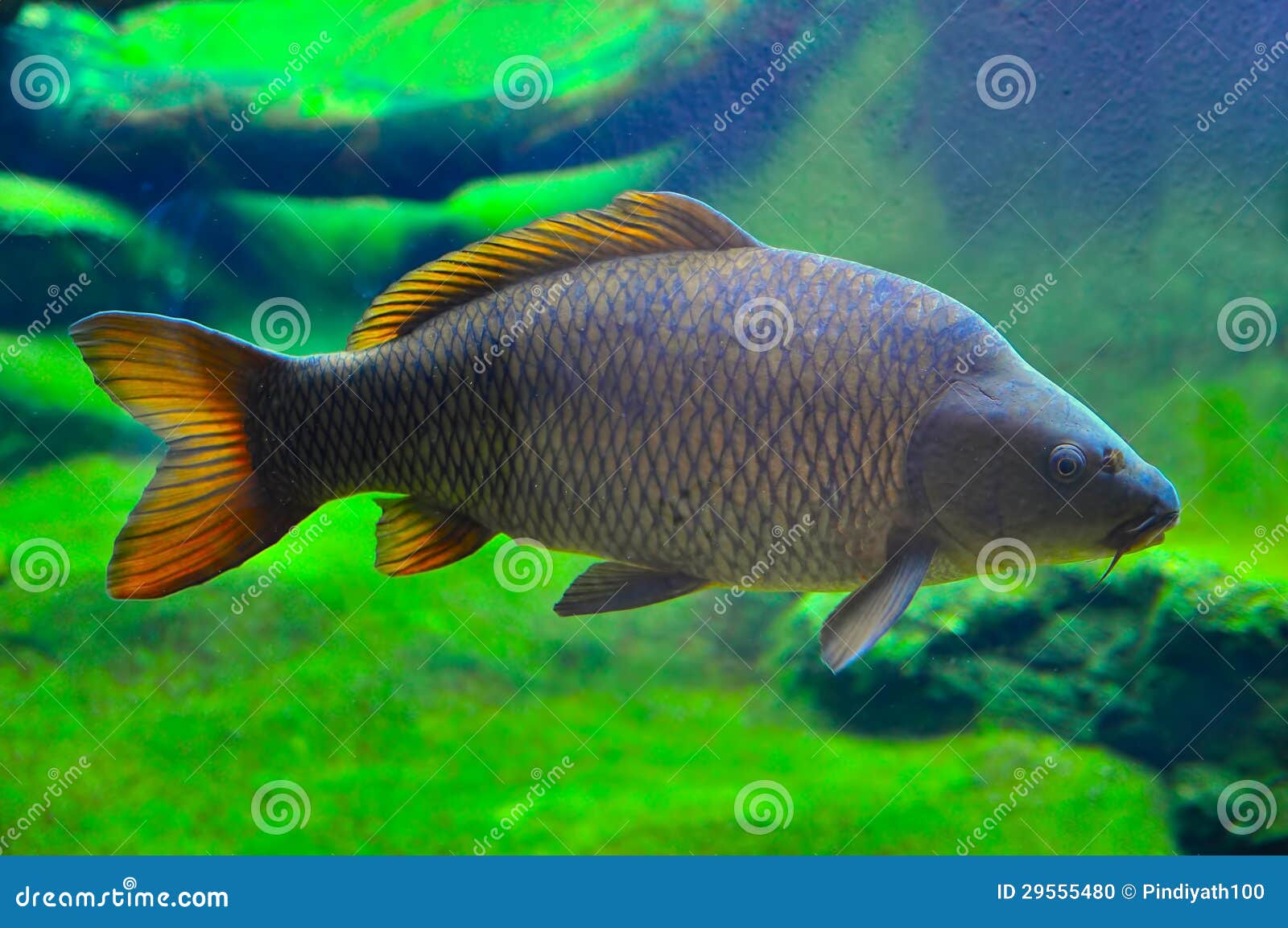 Japanese carp fish stock photo. Image of water, moving 29555480