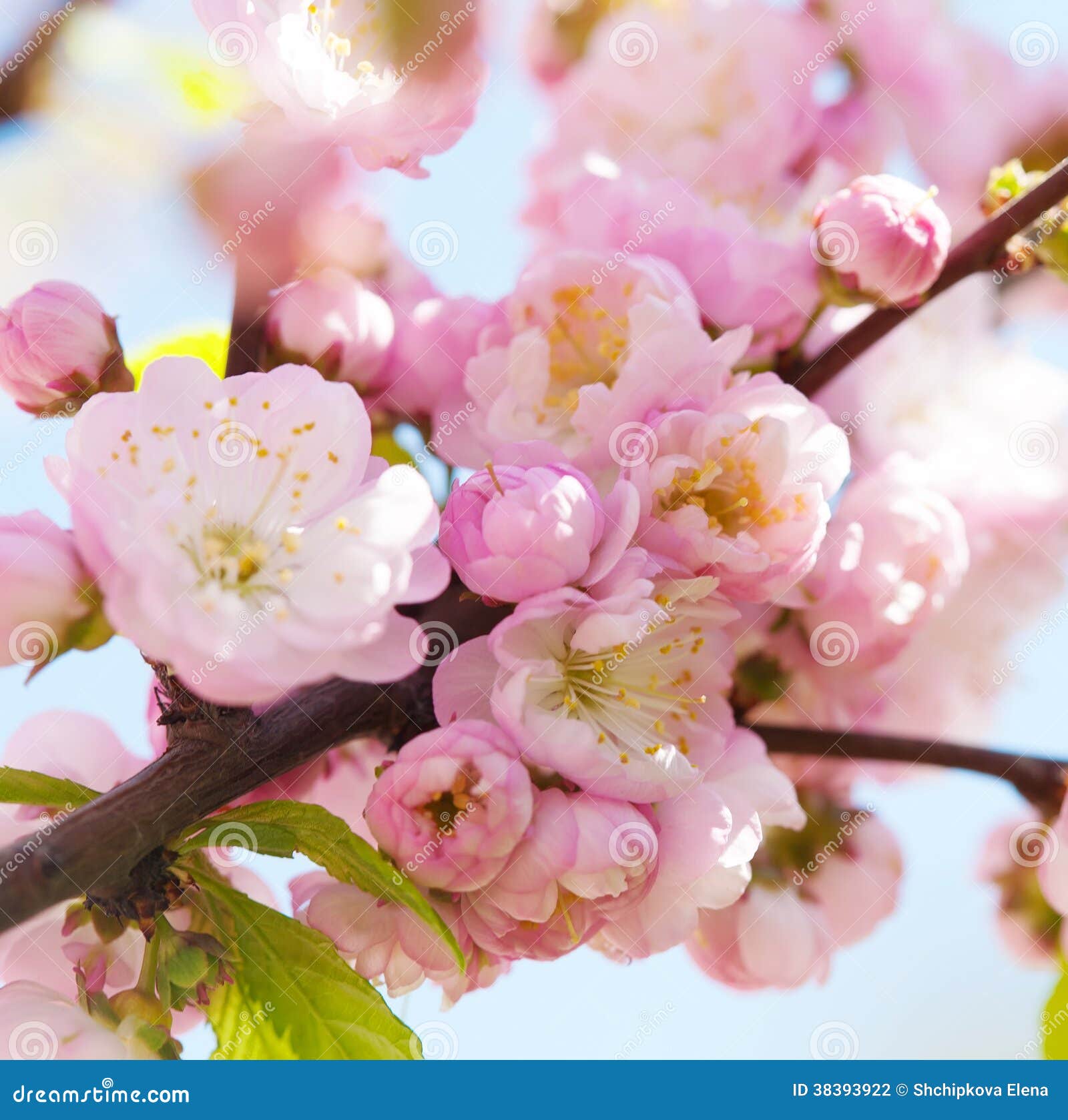 Japanese Cherry stock photo. Image of filter, blooming 38393922