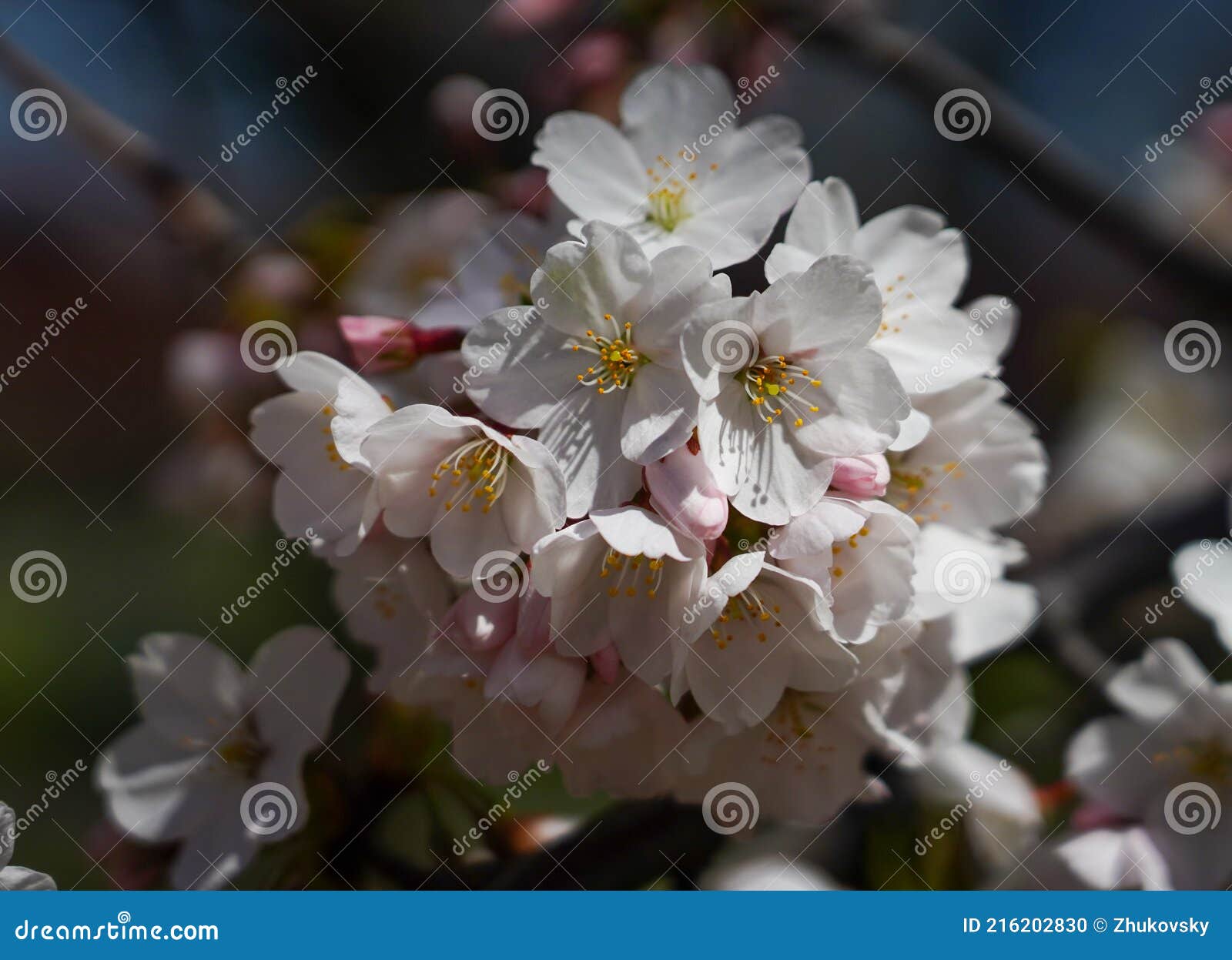 Japanese cherry blossom stock photo. Image of macro 216202830