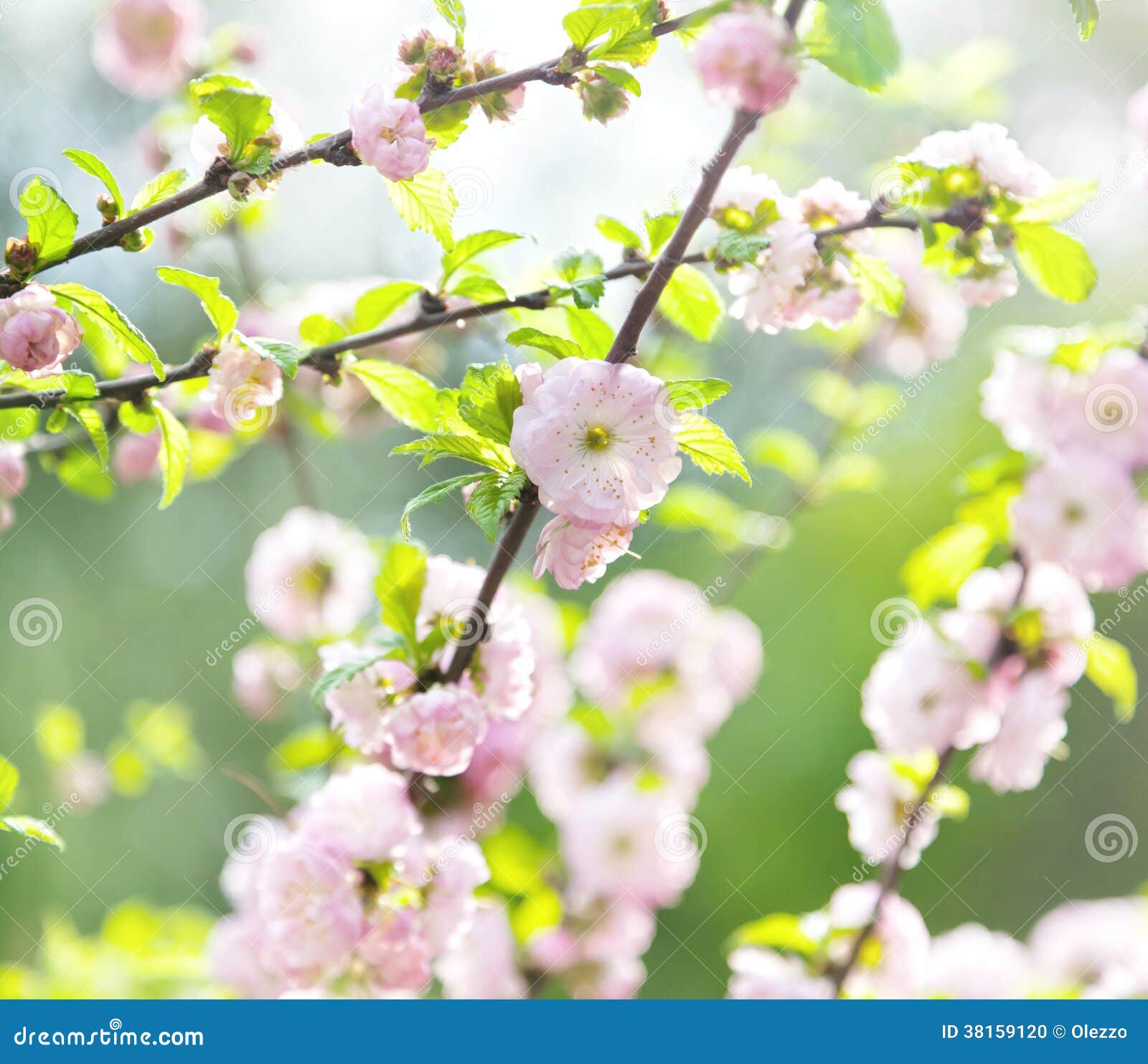 Japanese Cherry Blossom, Spring Bloom, in Soft Focus Stock Photo ...