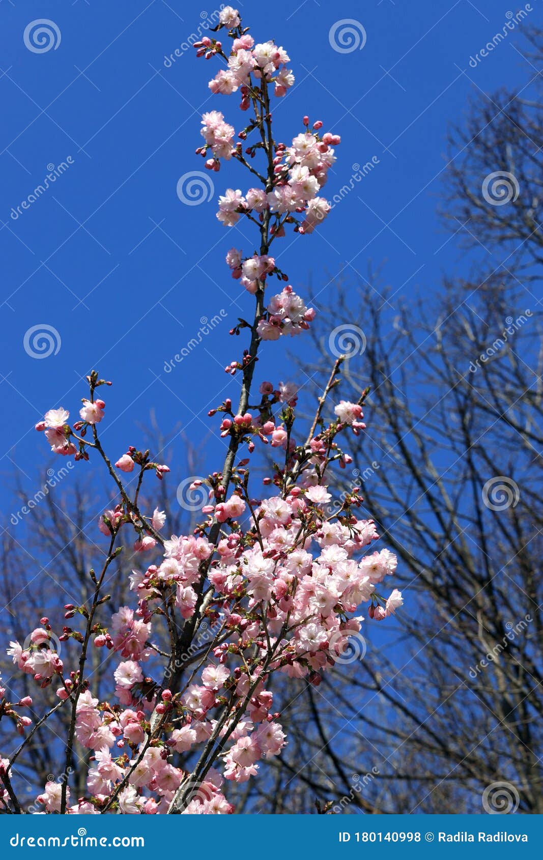 Japanese Cherry Blossoms. Blooming Sakura Tree Stock Photo Image of