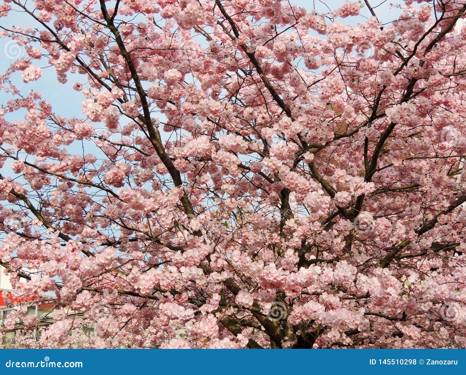 Japanese Cherry, Prunus Serrulata Stock Photo Image of serrulata