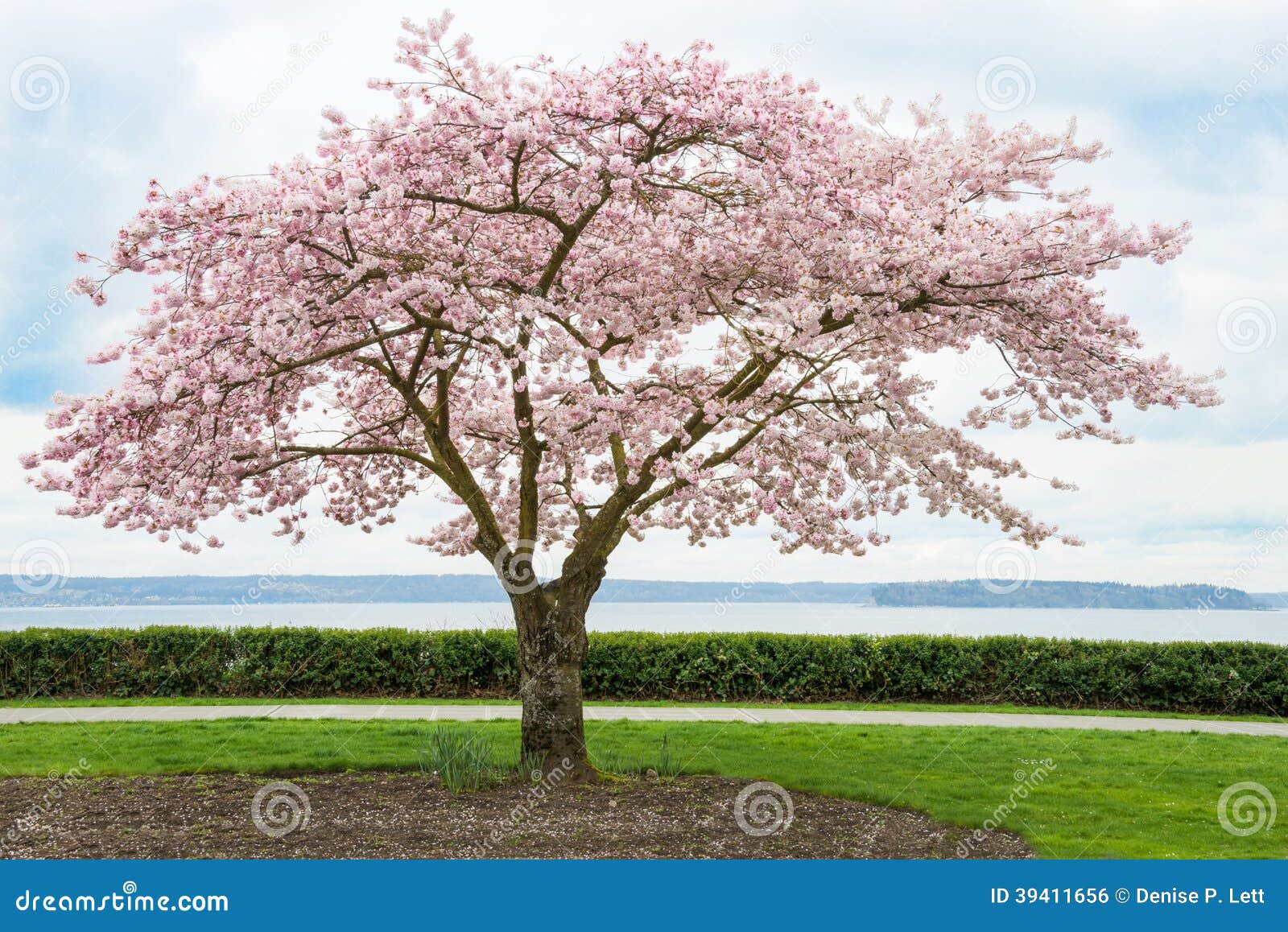 japanese cherry tree in bloom on coast