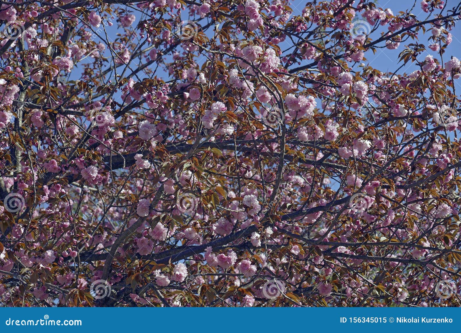 Japanese Cherry Tree In Blossom Stock Image Image Of Plant Flower