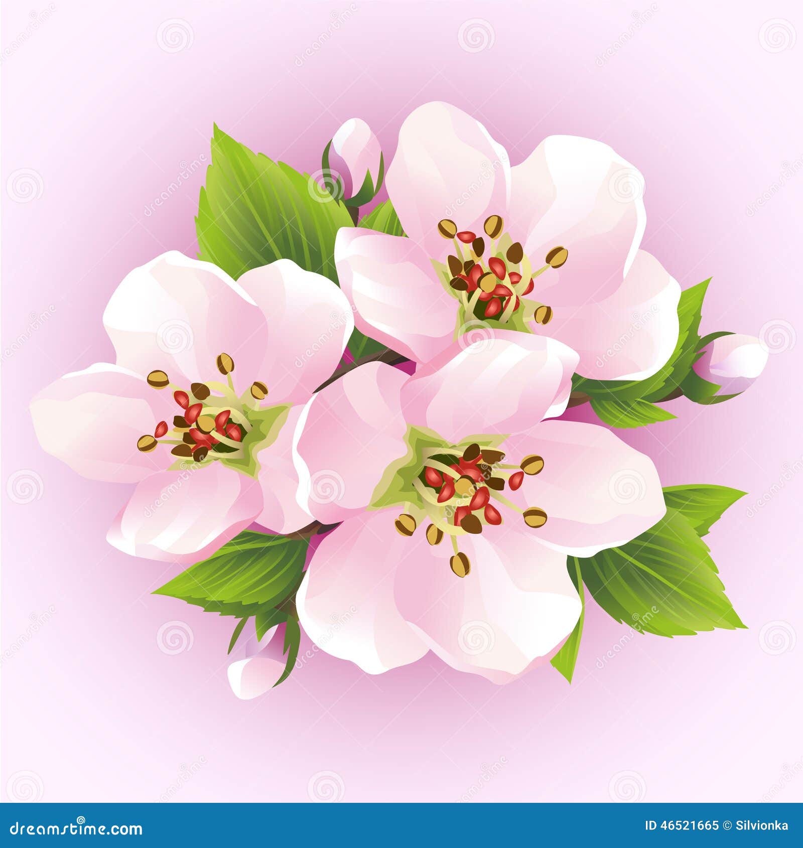 Japanese Cherry Tree Blossoming Branch Of Sakura Stock Vector