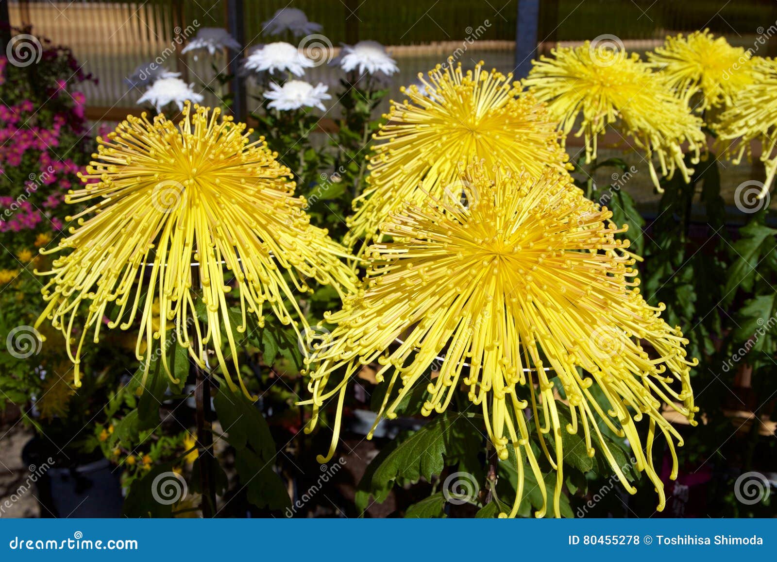 Japanese chrysanthemum stock photo. Image of bloom, bright 80455278