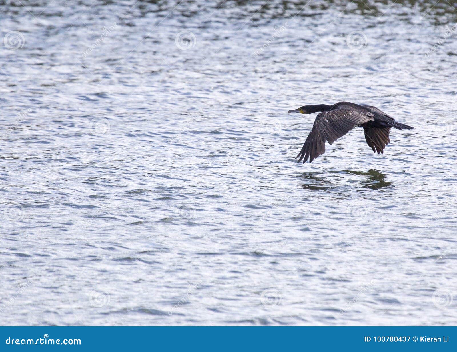 Japanese Cormorant Phalacrocorax Capillatus Stock Image Image Of