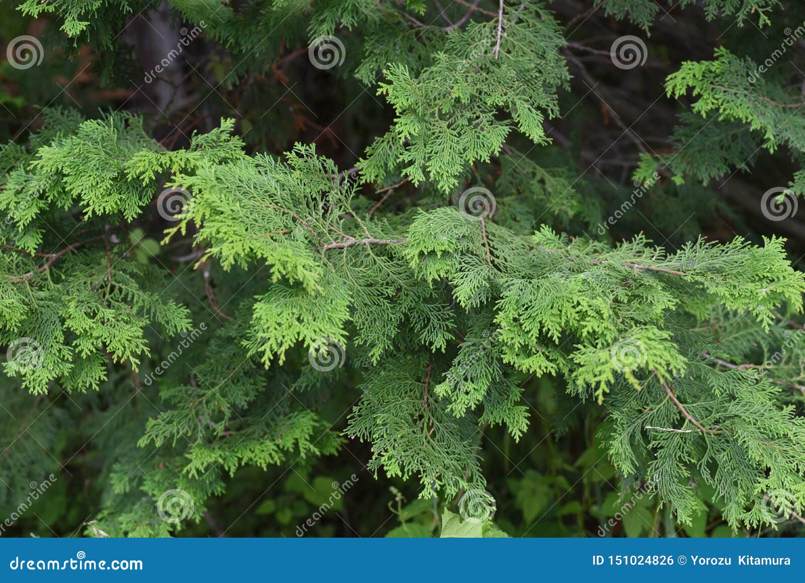 japanese cypress hinoki goban